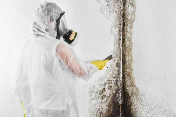 Best Emergency Mold Remediation in Wyomissing, PA
