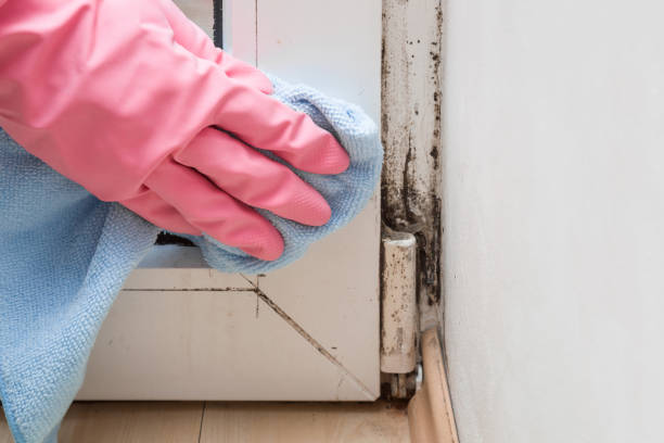 Best DIY Mold Remediation Support Services in Wyomissing, PA