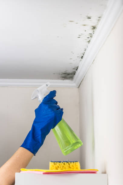Best Bathroom Mold Remediation in Wyomissing, PA